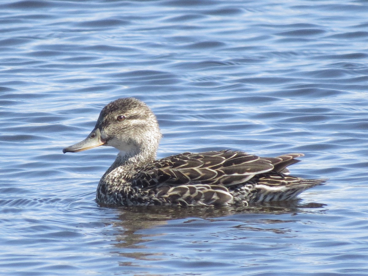 Green-winged Teal - ML99299041