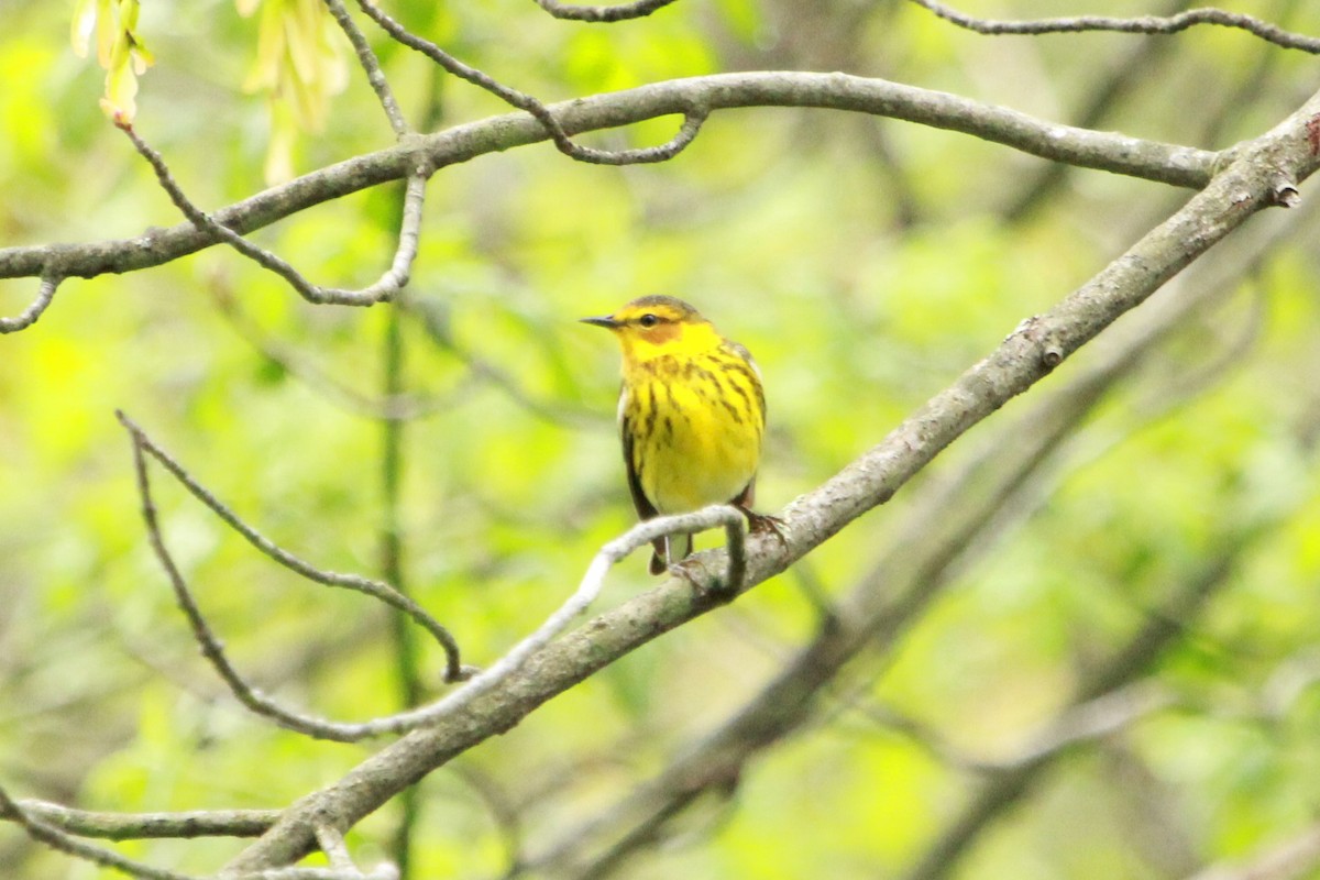 Cape May Warbler - ML99299611
