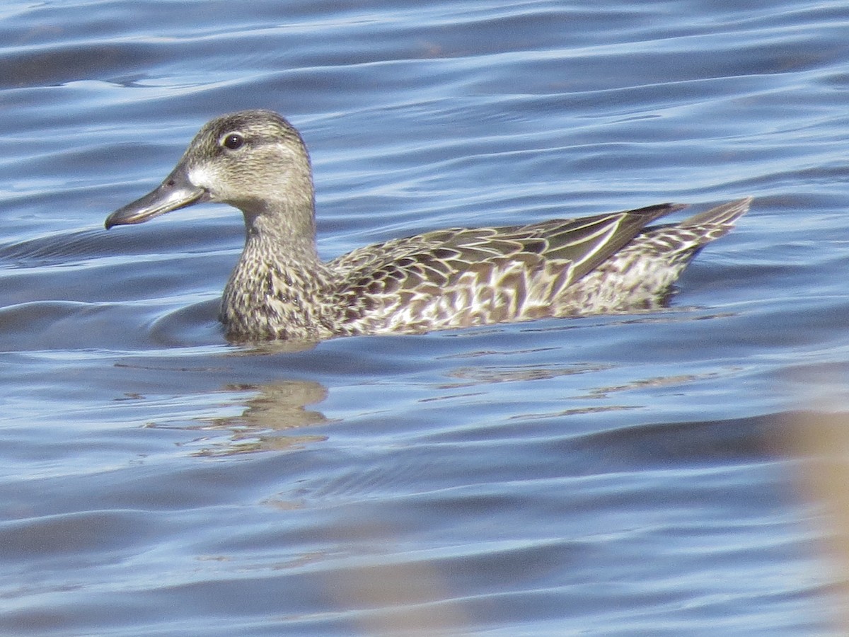 Blue-winged Teal - ML99299621