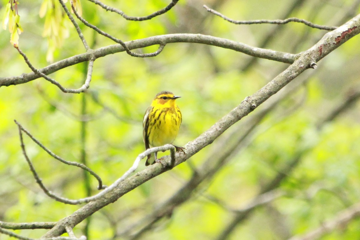 Cape May Warbler - ML99299651
