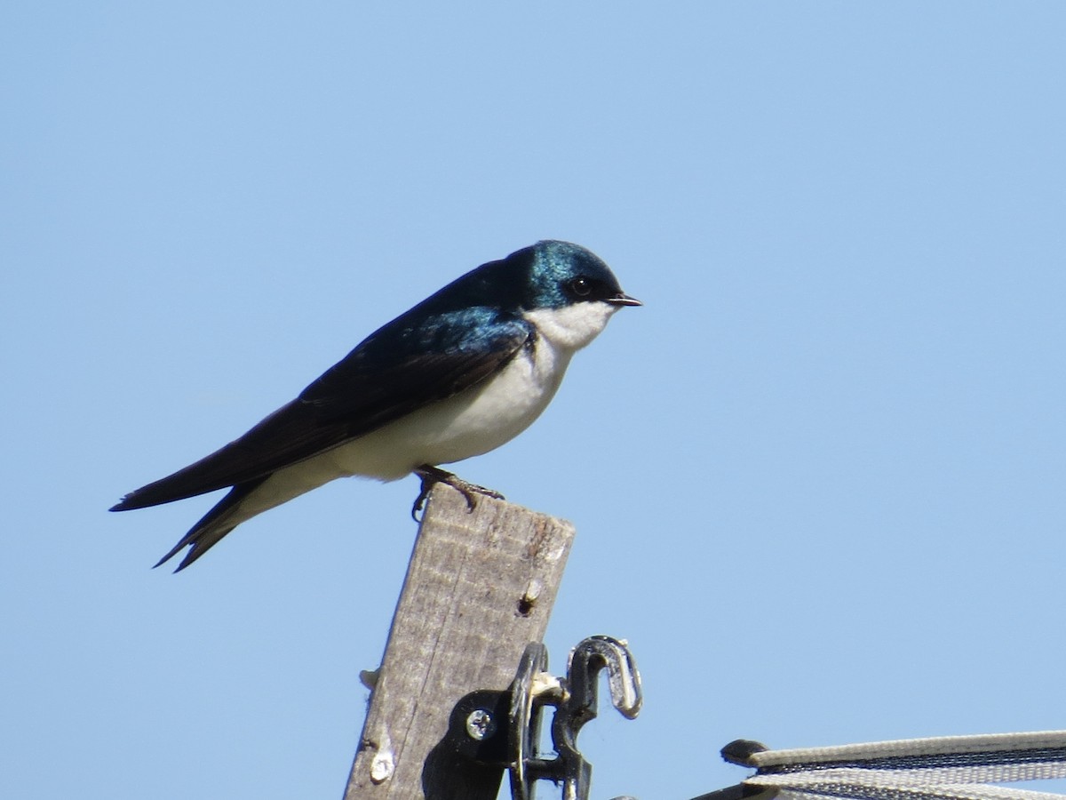Tree Swallow - WS Barbour