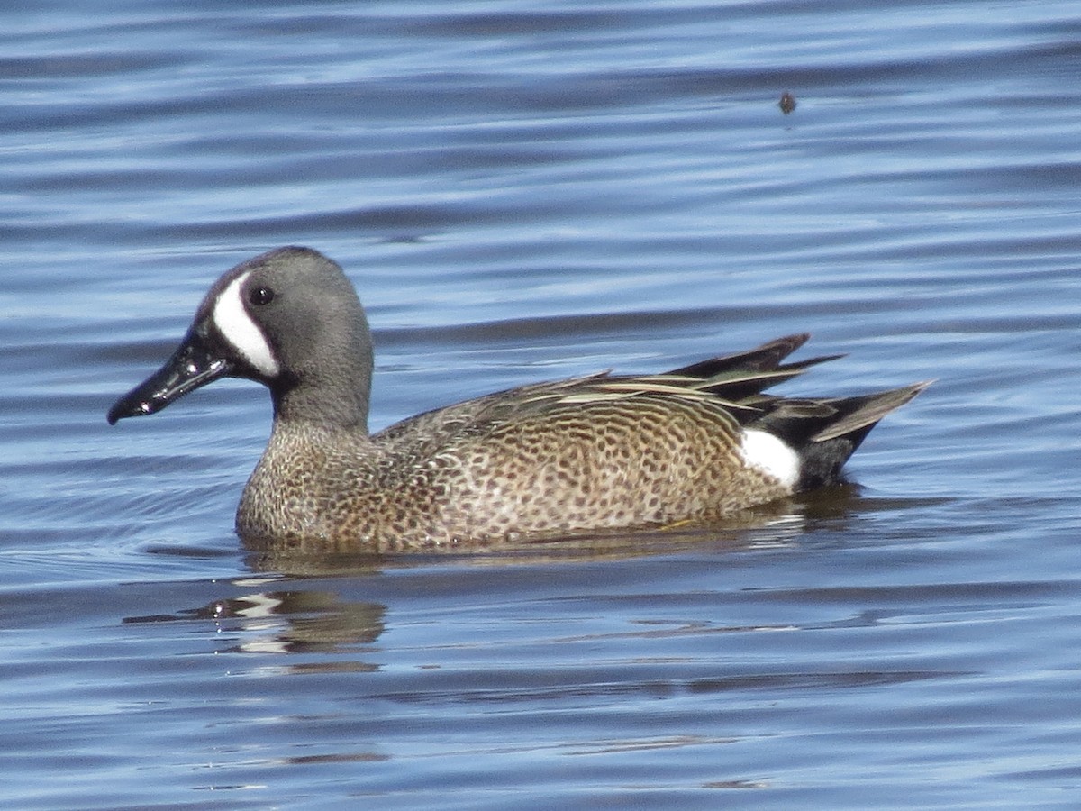 Blue-winged Teal - ML99300261