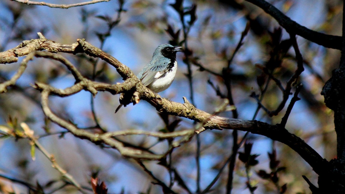 Black-throated Blue Warbler - Steve Charbonneau