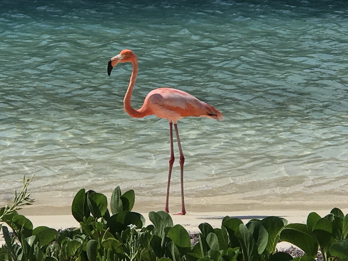 American Flamingo - Suzanne Zuckerman