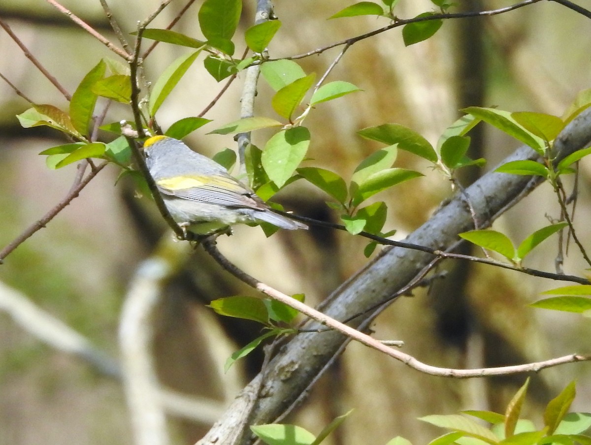 Golden-winged Warbler - ellen horak