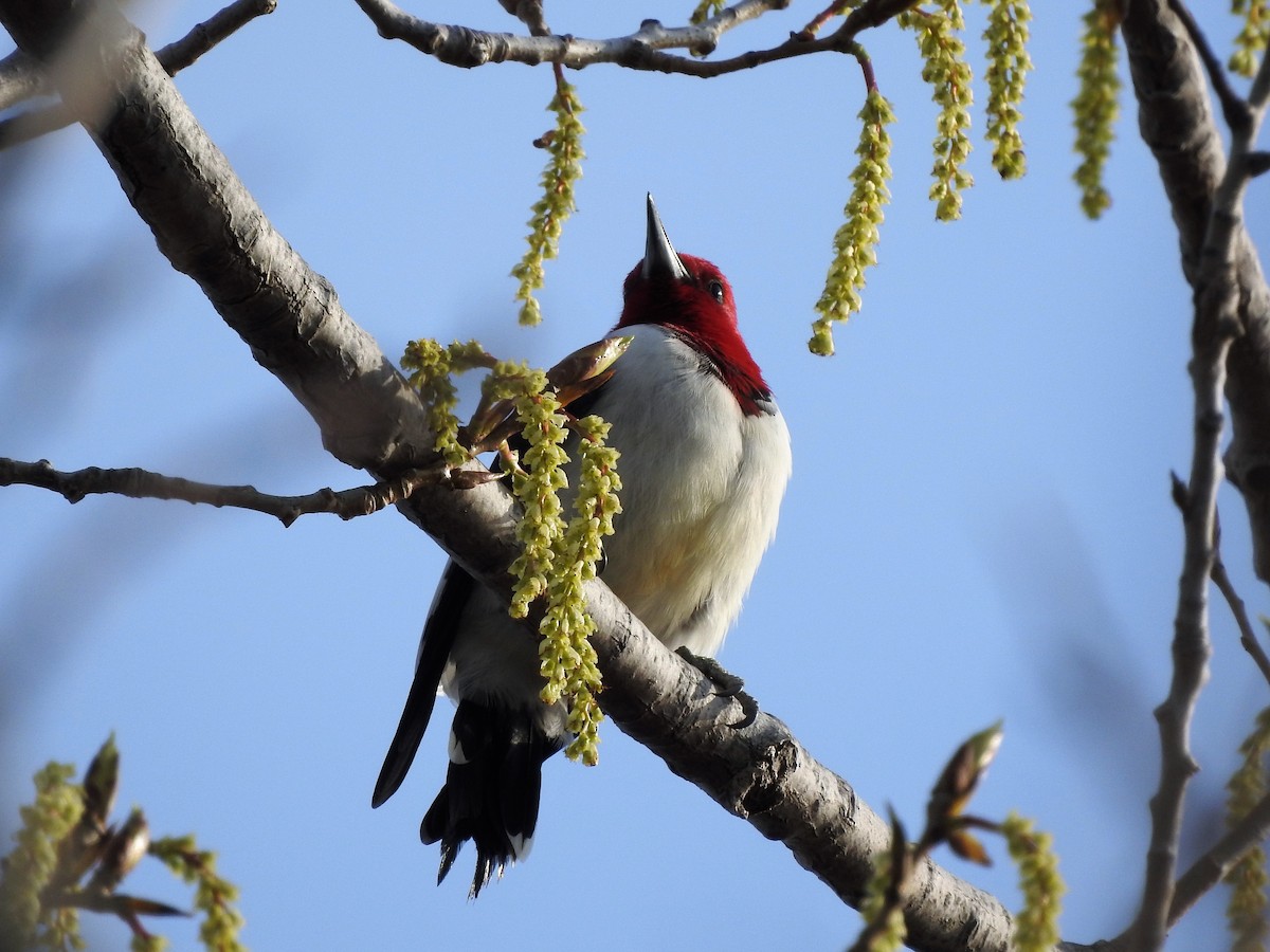 Red-headed Woodpecker - ellen horak