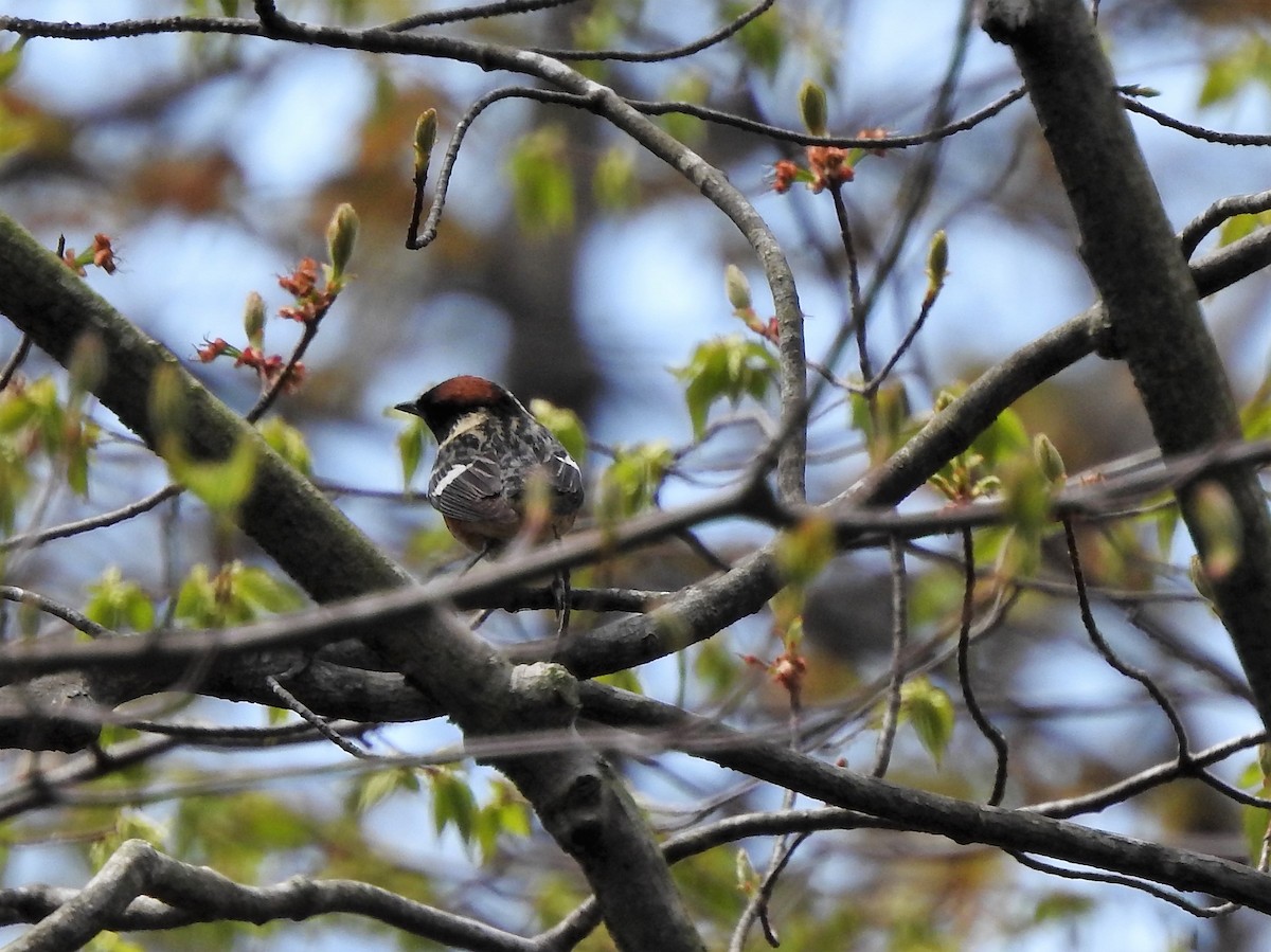 Bay-breasted Warbler - ellen horak