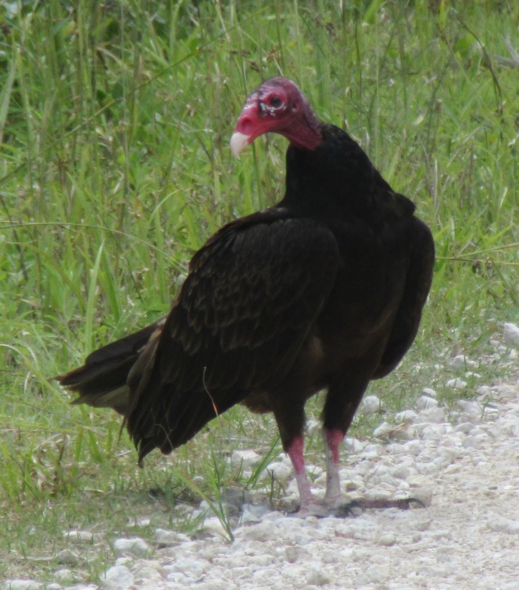 Turkey Vulture - alicia penney
