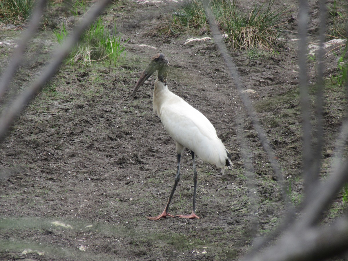 Wood Stork - alicia penney