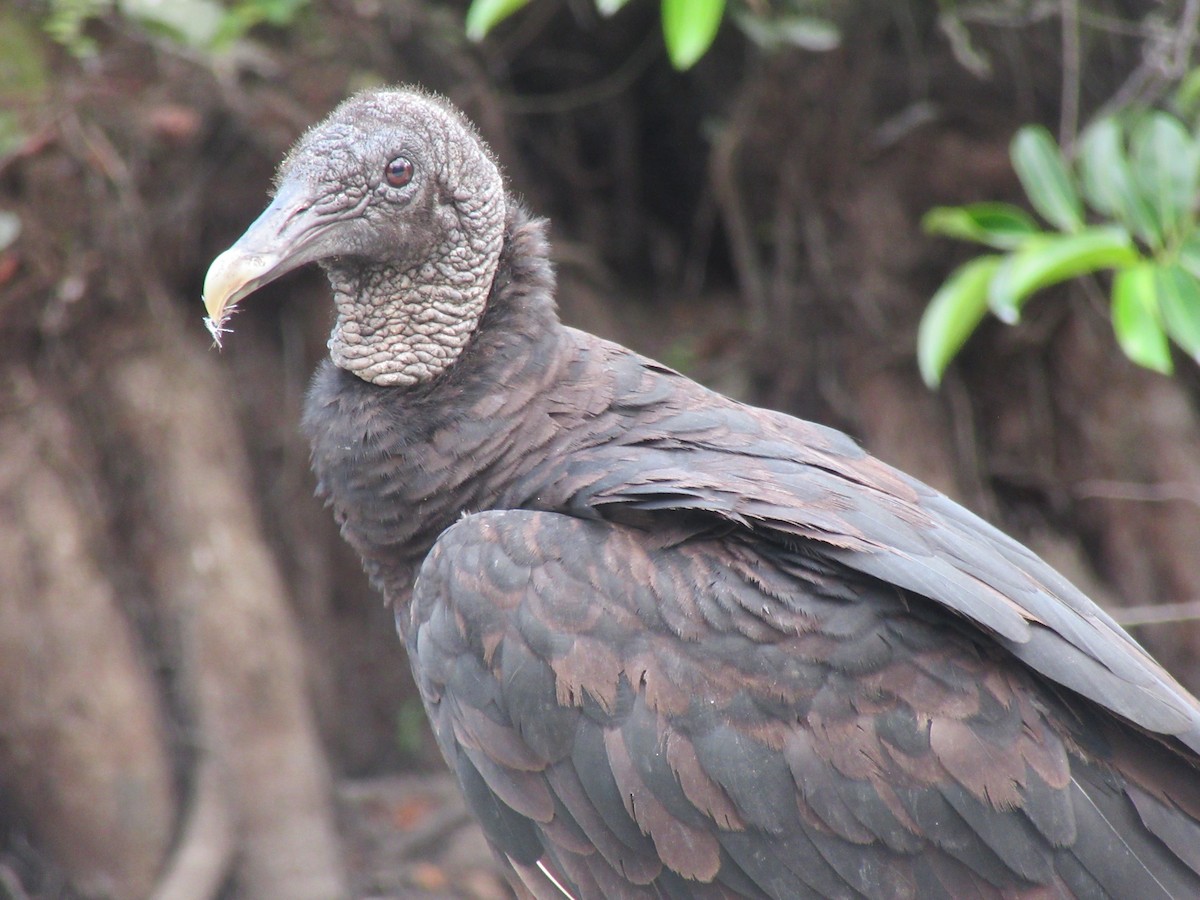 Black Vulture - alicia penney