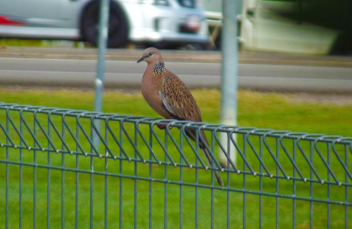 Spotted Dove - ML99308631