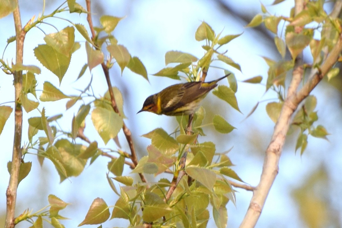 Cape May Warbler - irina shulgina