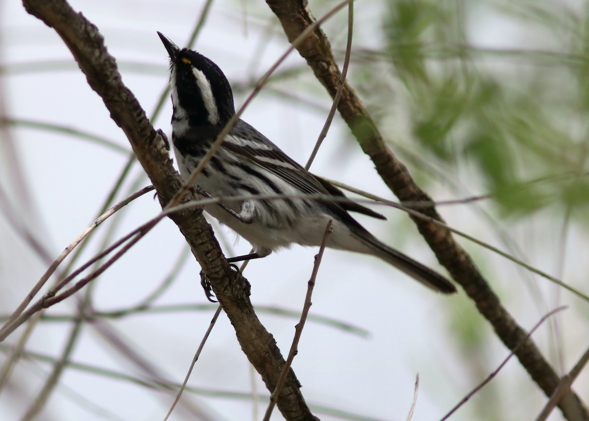 Black-throated Gray Warbler - John Drummond