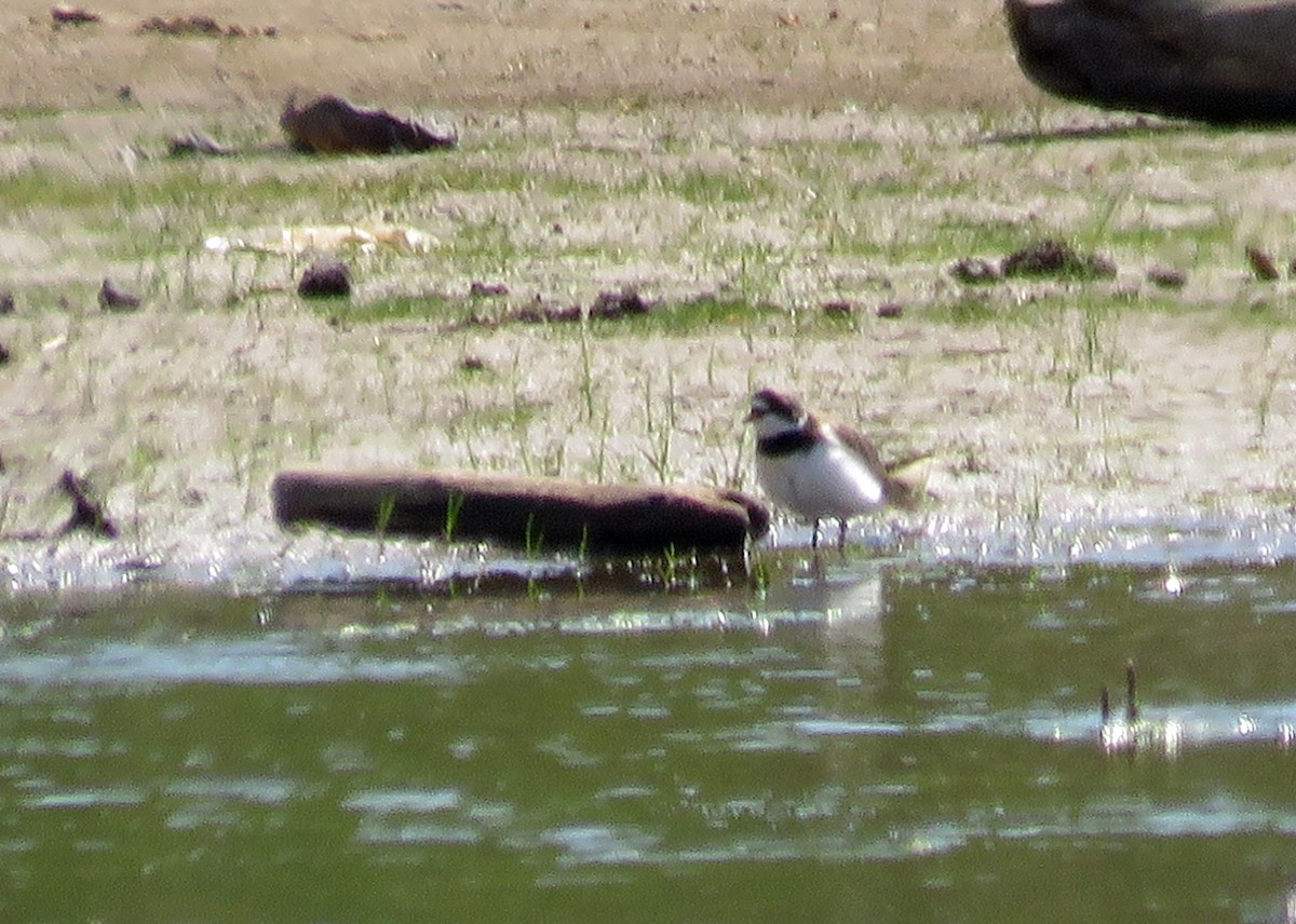 Semipalmated Plover - ML99310811