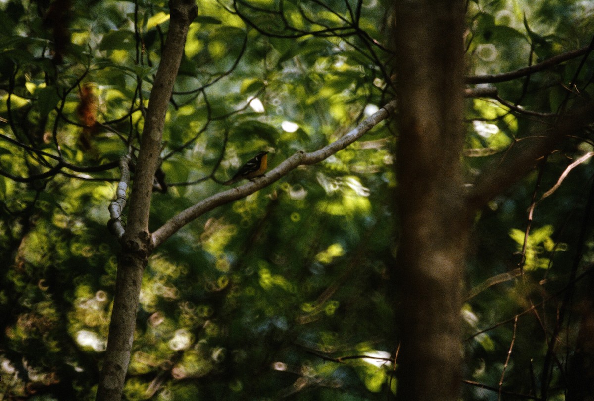 Yellow-throated Warbler - Edward  Brinkley