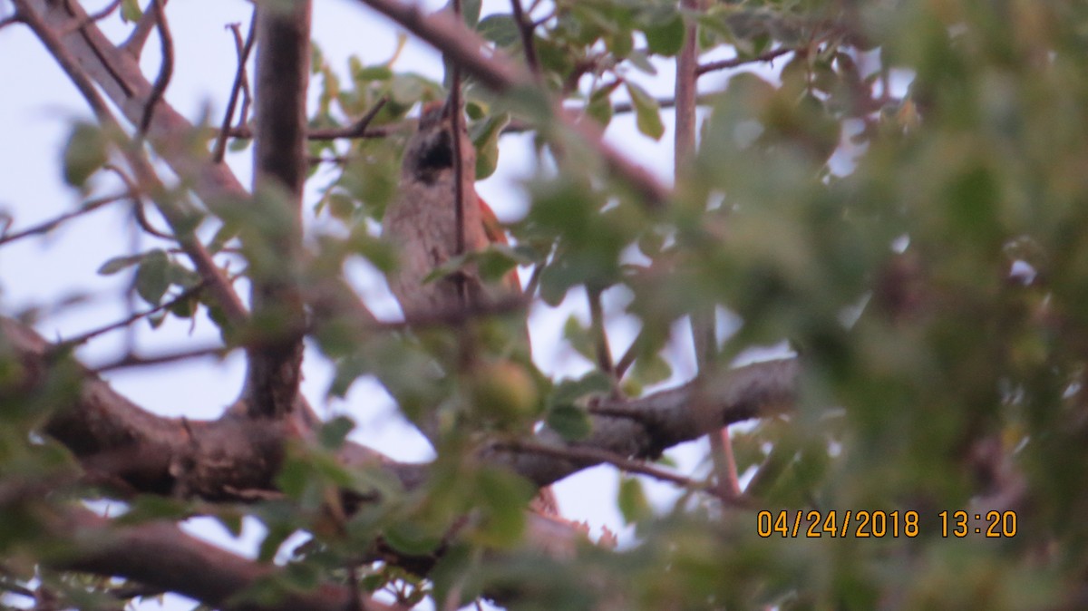Sooty-fronted Spinetail - rick shearer