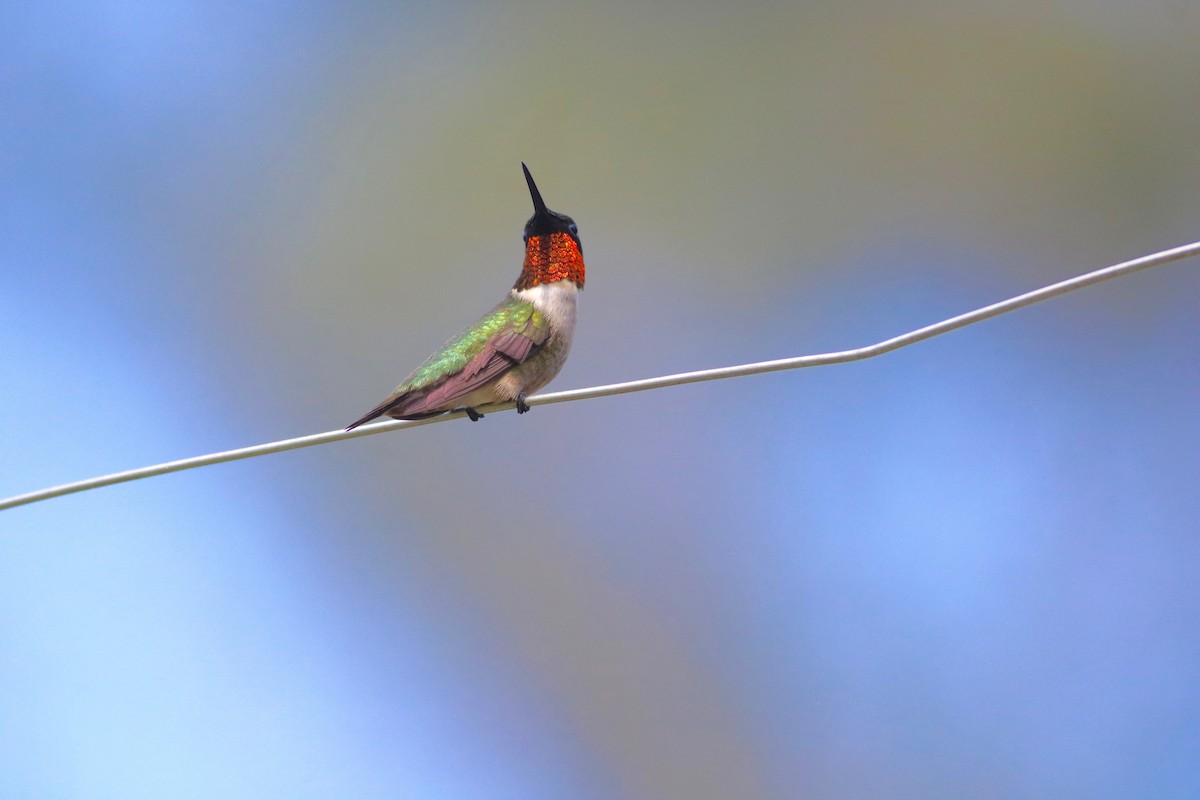 Ruby-throated Hummingbird - Lorraine Newcomb