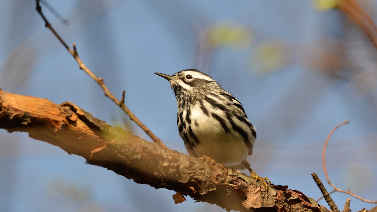 Black-and-white Warbler - ML99313261