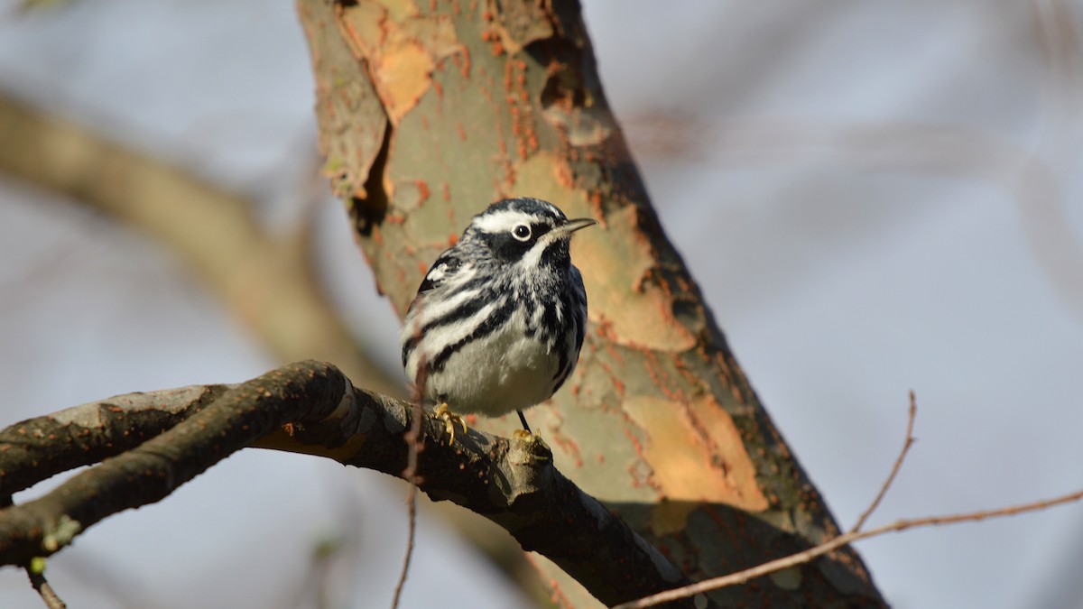 Black-and-white Warbler - ML99313291