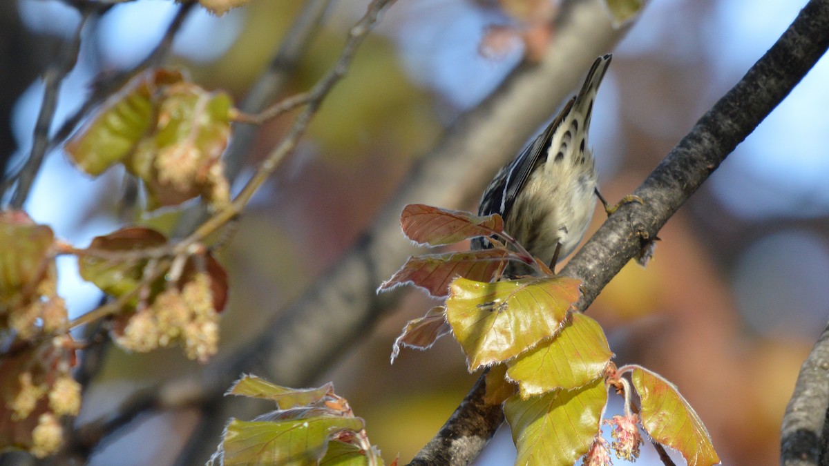Black-and-white Warbler - ML99313371