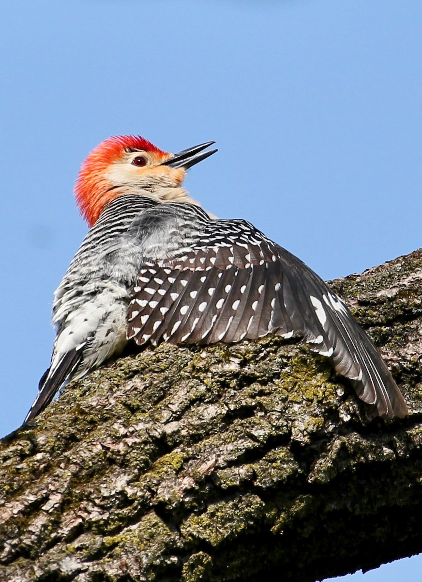 Red-bellied Woodpecker - ML99314801