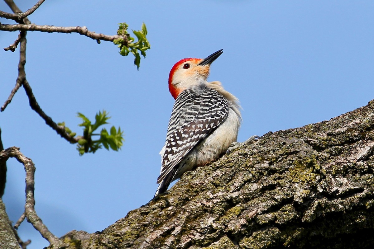 Red-bellied Woodpecker - ML99314811
