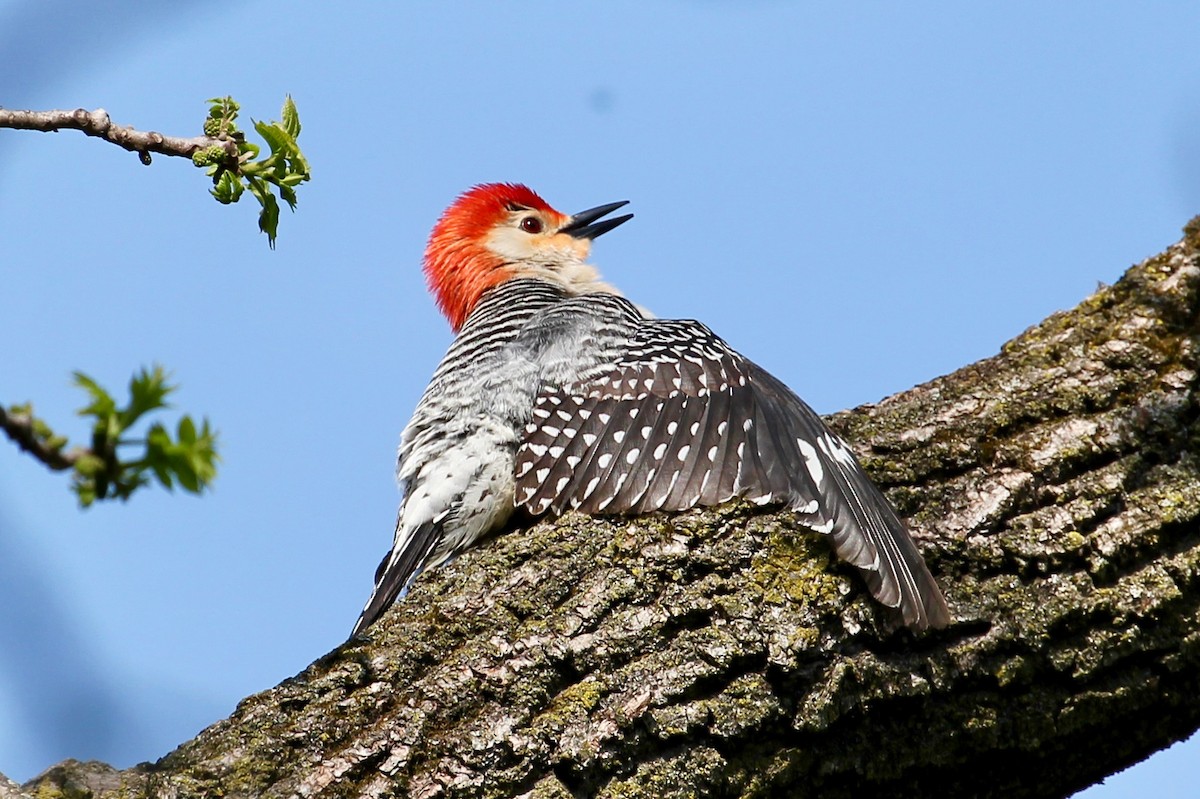 Red-bellied Woodpecker - ML99314821