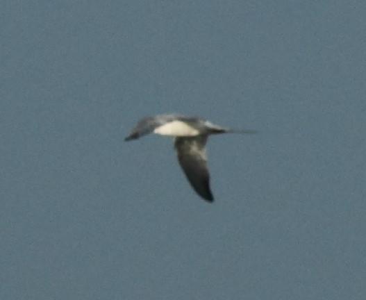 Common Tern - Vince Capp