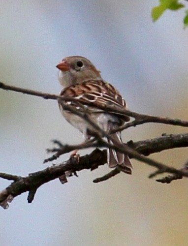 Field Sparrow - Jeffrey Boland