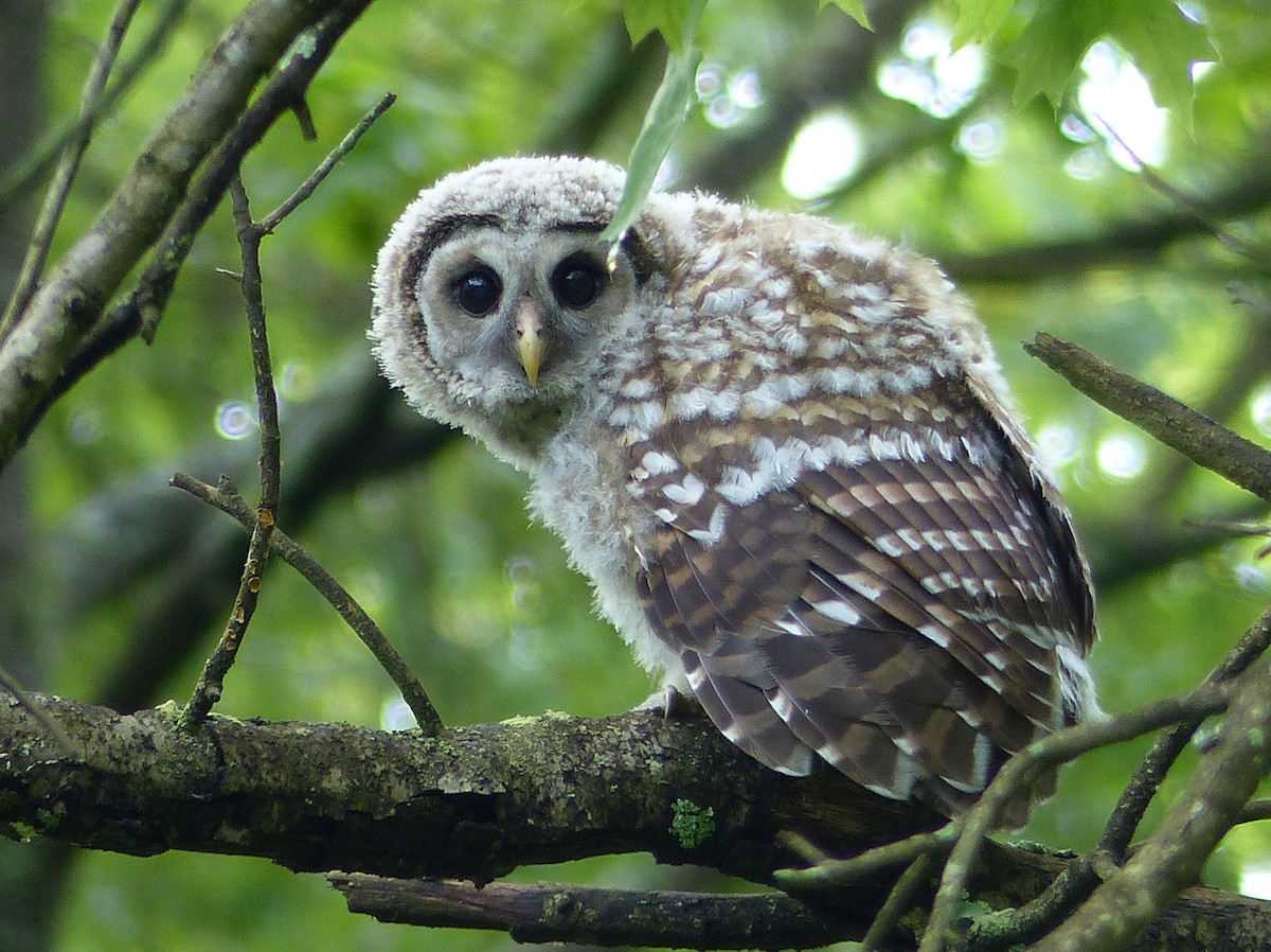 Barred Owl - Ben Jesup