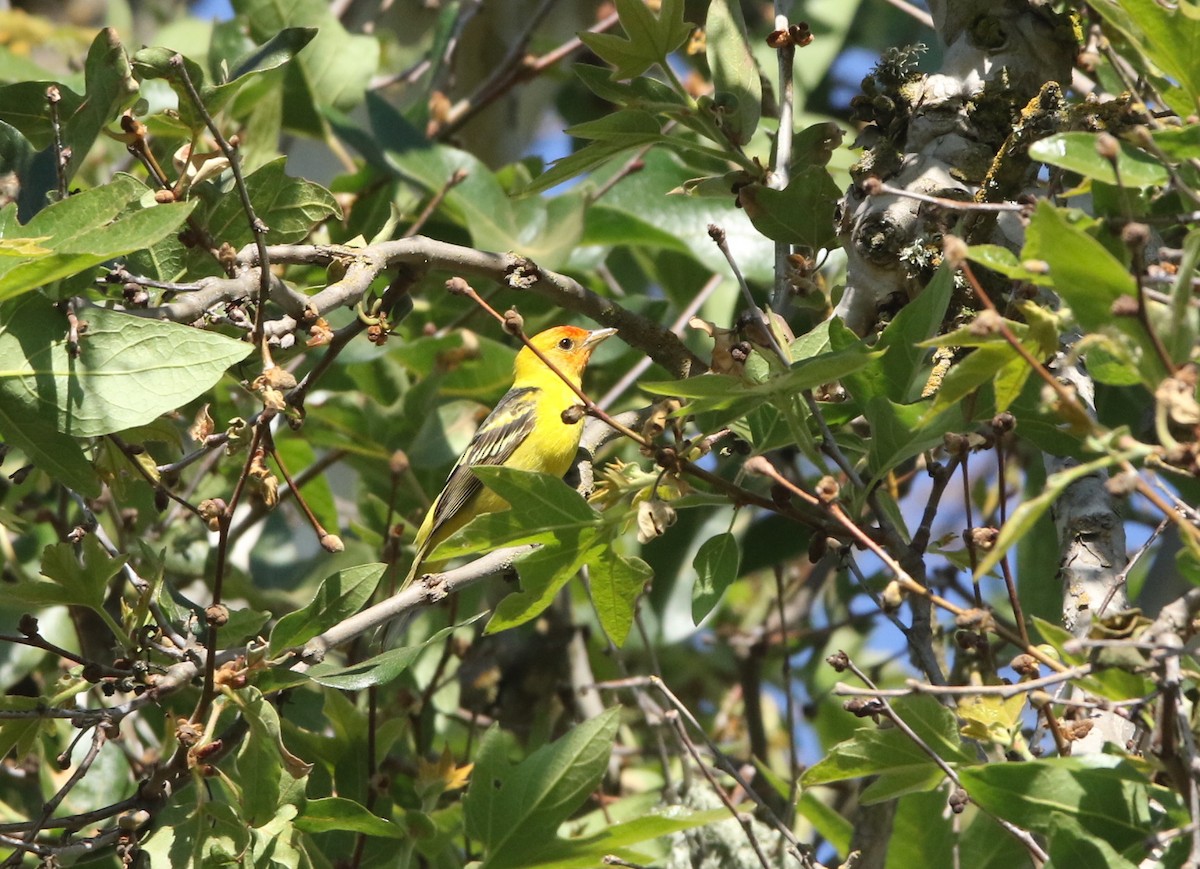 Western Tanager - Pair of Wing-Nuts