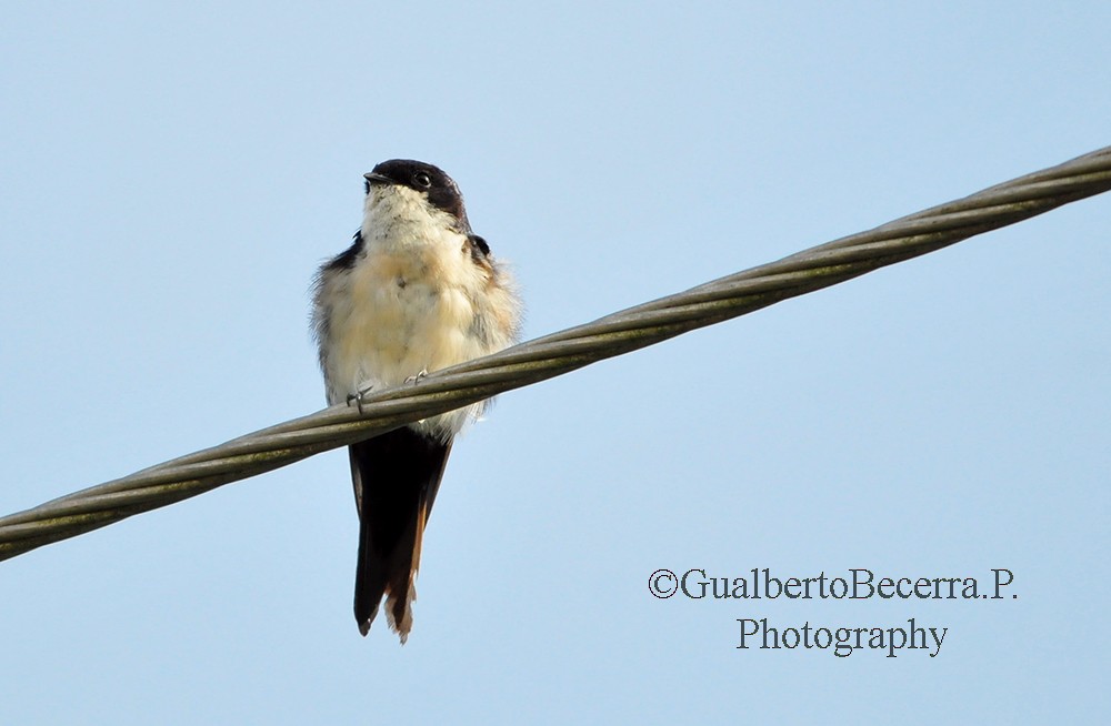 Blue-and-white Swallow - ML99319741