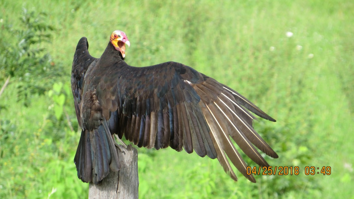 Lesser Yellow-headed Vulture - rick shearer