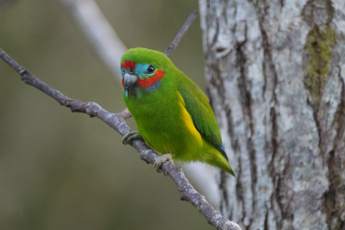 Double-eyed Fig-Parrot - ML99321031