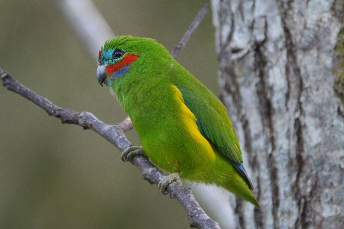 Double-eyed Fig-Parrot - ML99321041
