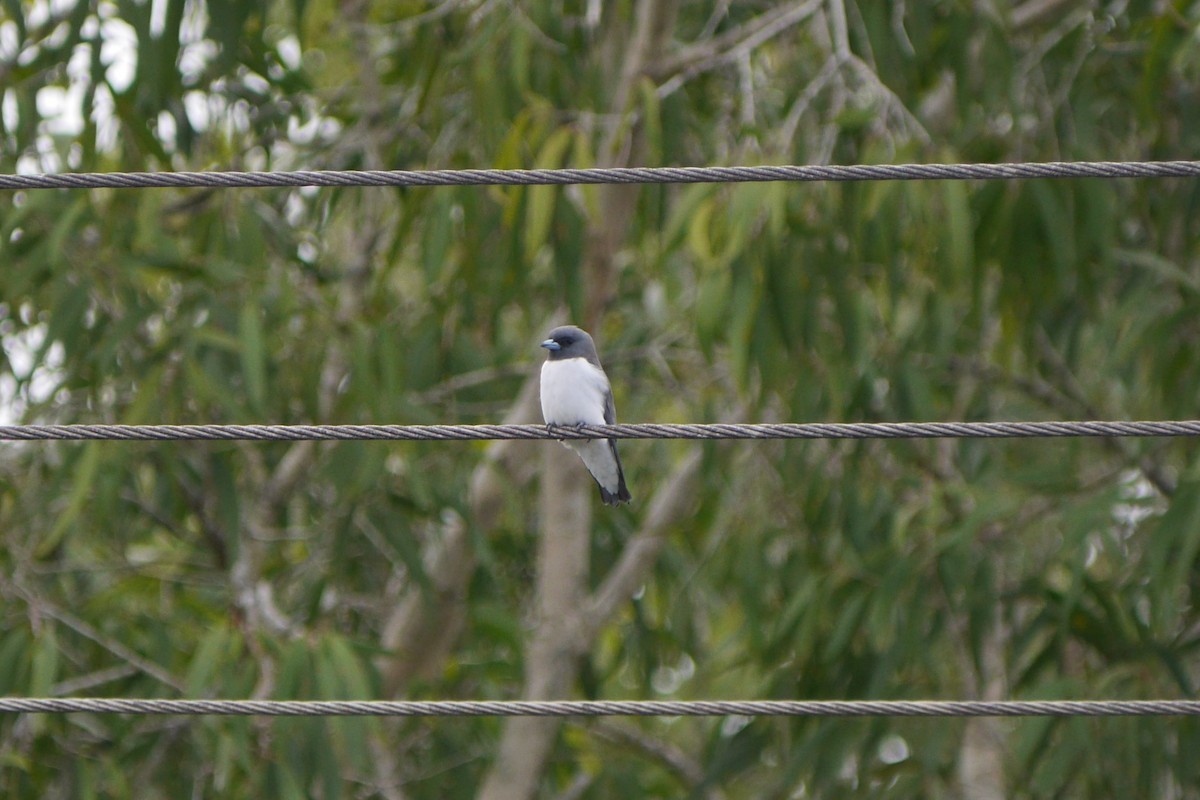 White-breasted Woodswallow - ML99321111