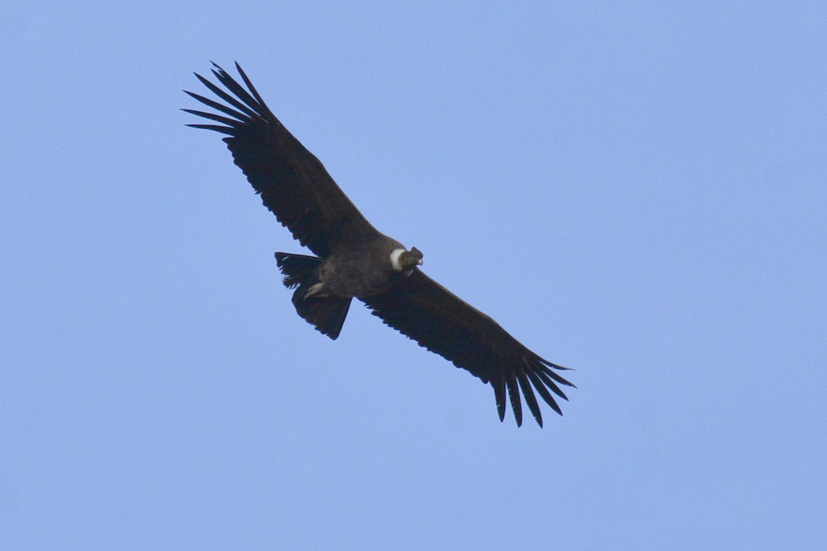 Andean Condor - ML99325851