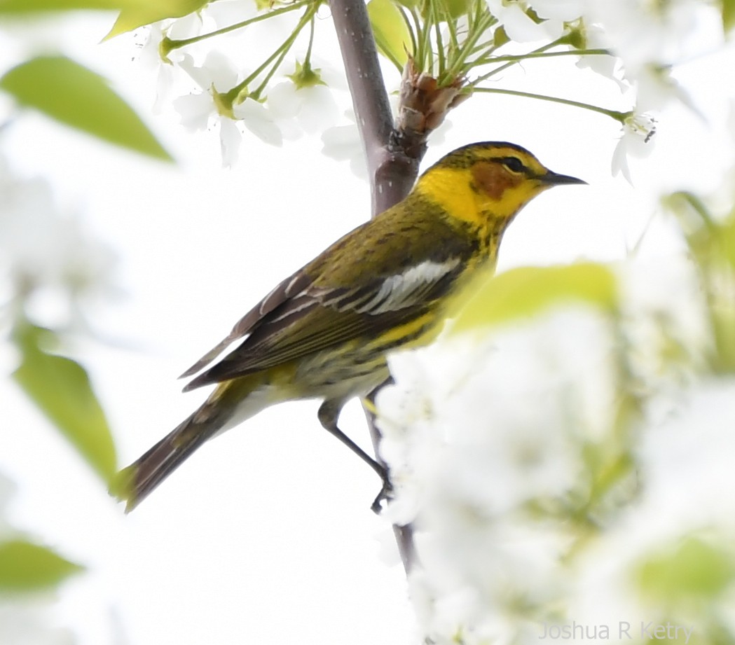 Cape May Warbler - josh Ketry