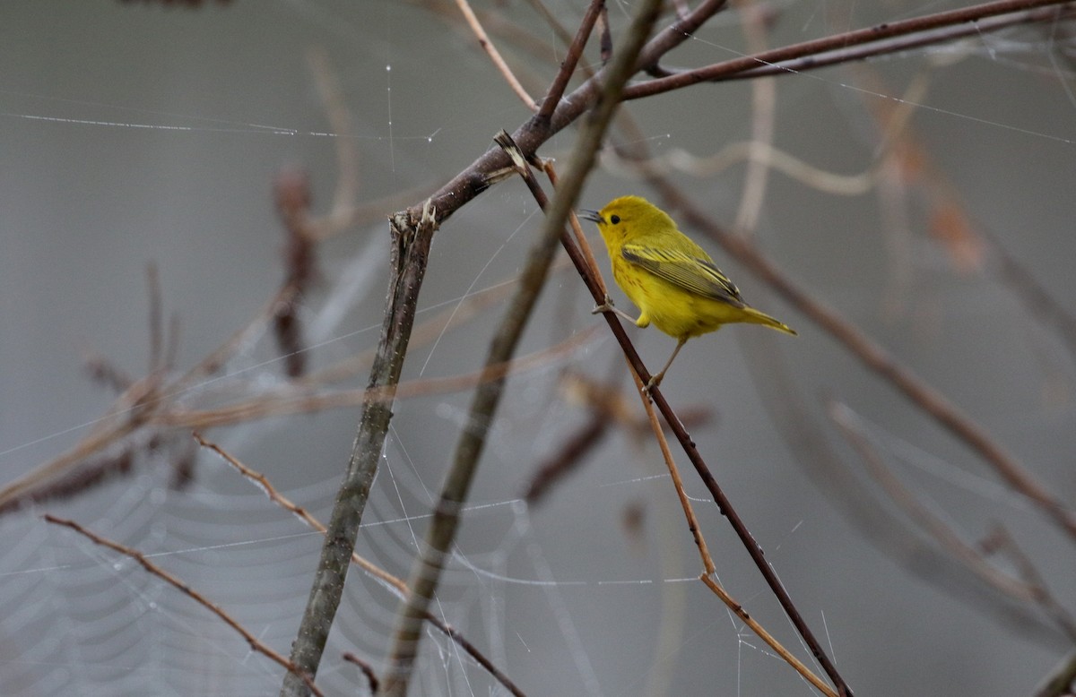 Yellow Warbler (Northern) - ML99327061
