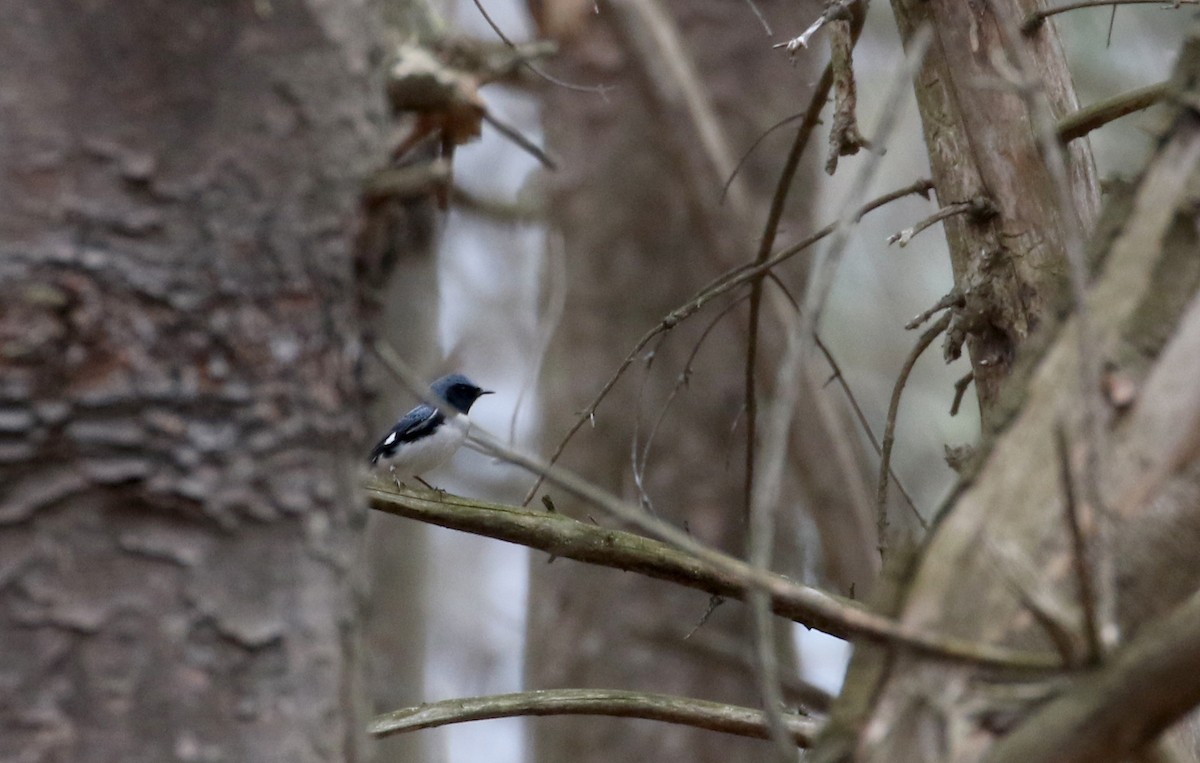 Black-throated Blue Warbler - ML99328411
