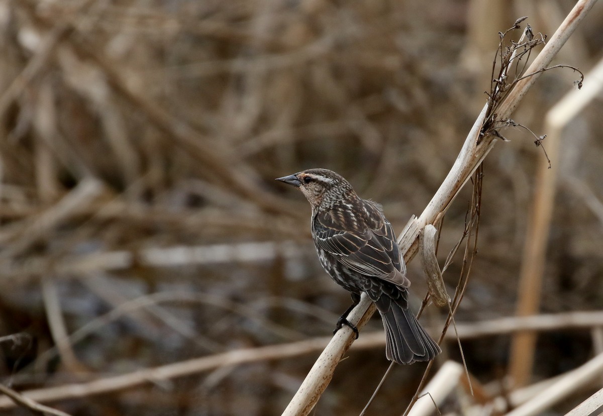 Red-winged Blackbird (Red-winged) - ML99328471