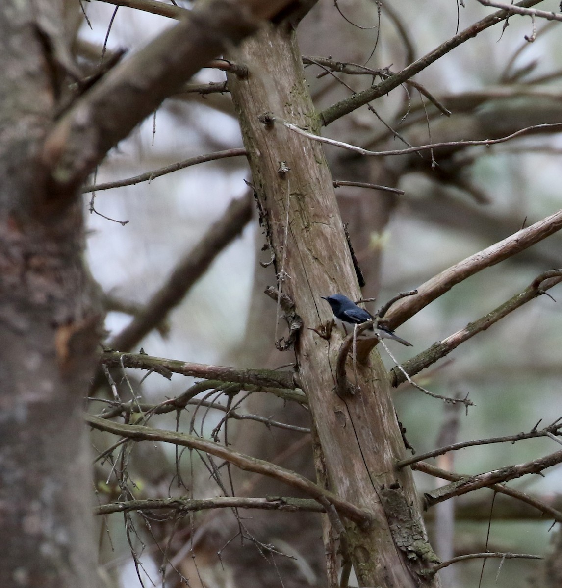 Black-throated Blue Warbler - ML99328491