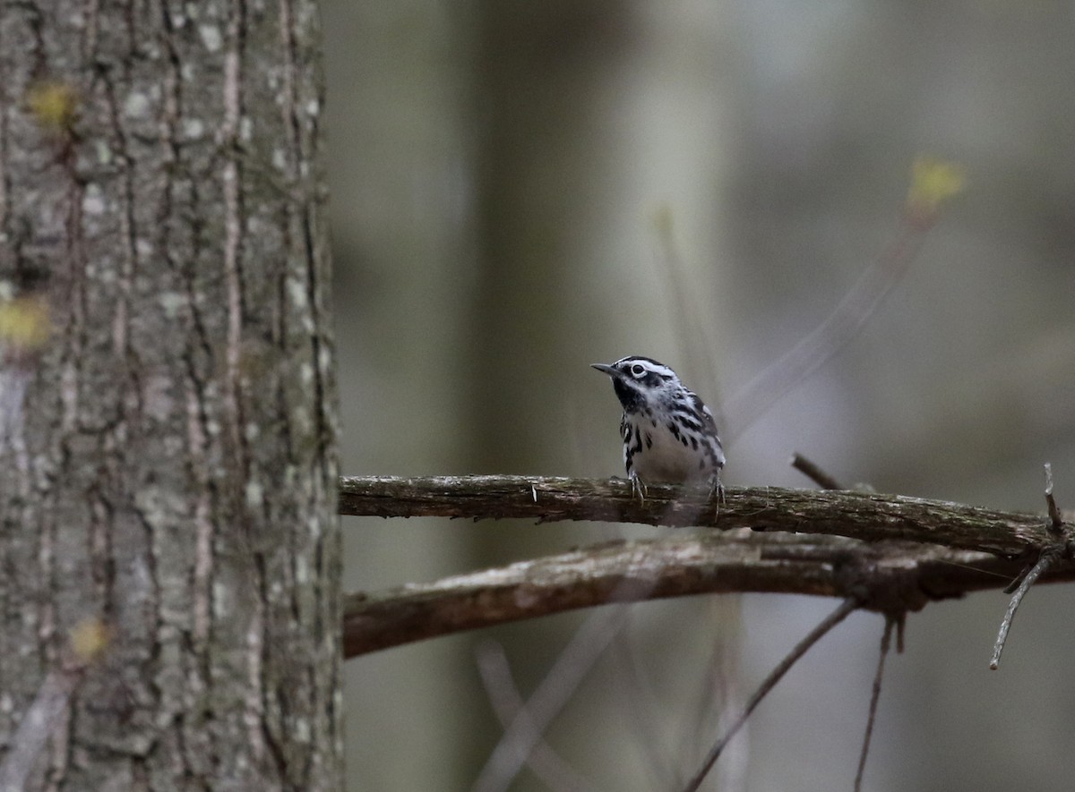Black-and-white Warbler - ML99328511