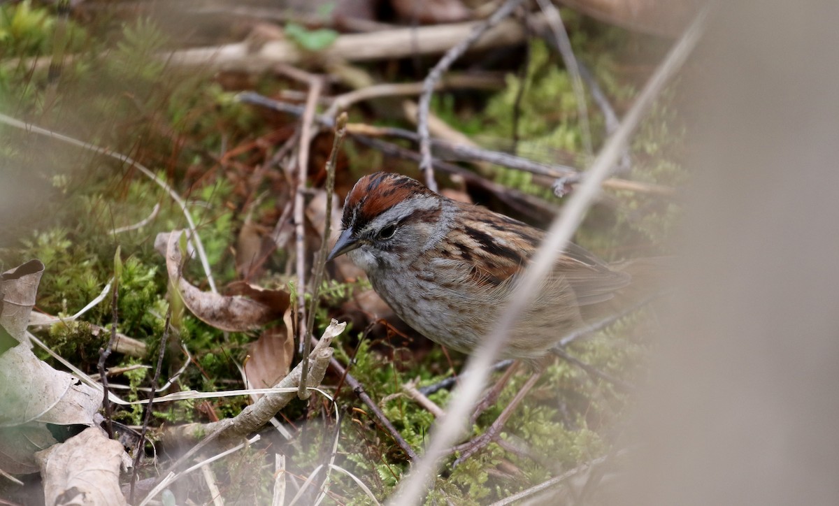 Swamp Sparrow - ML99328581