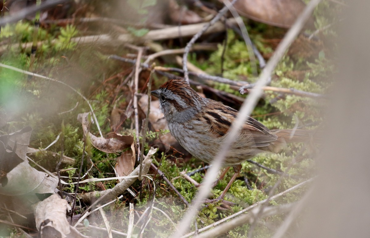 Swamp Sparrow - ML99328591