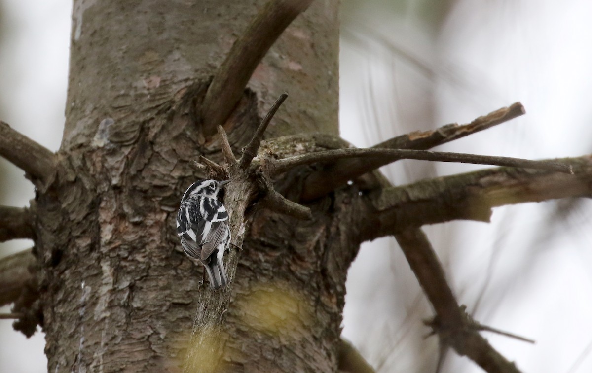 Black-and-white Warbler - ML99328631