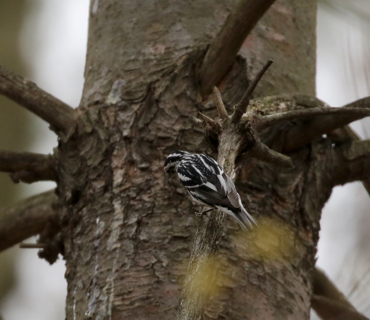 Black-and-white Warbler - ML99328671
