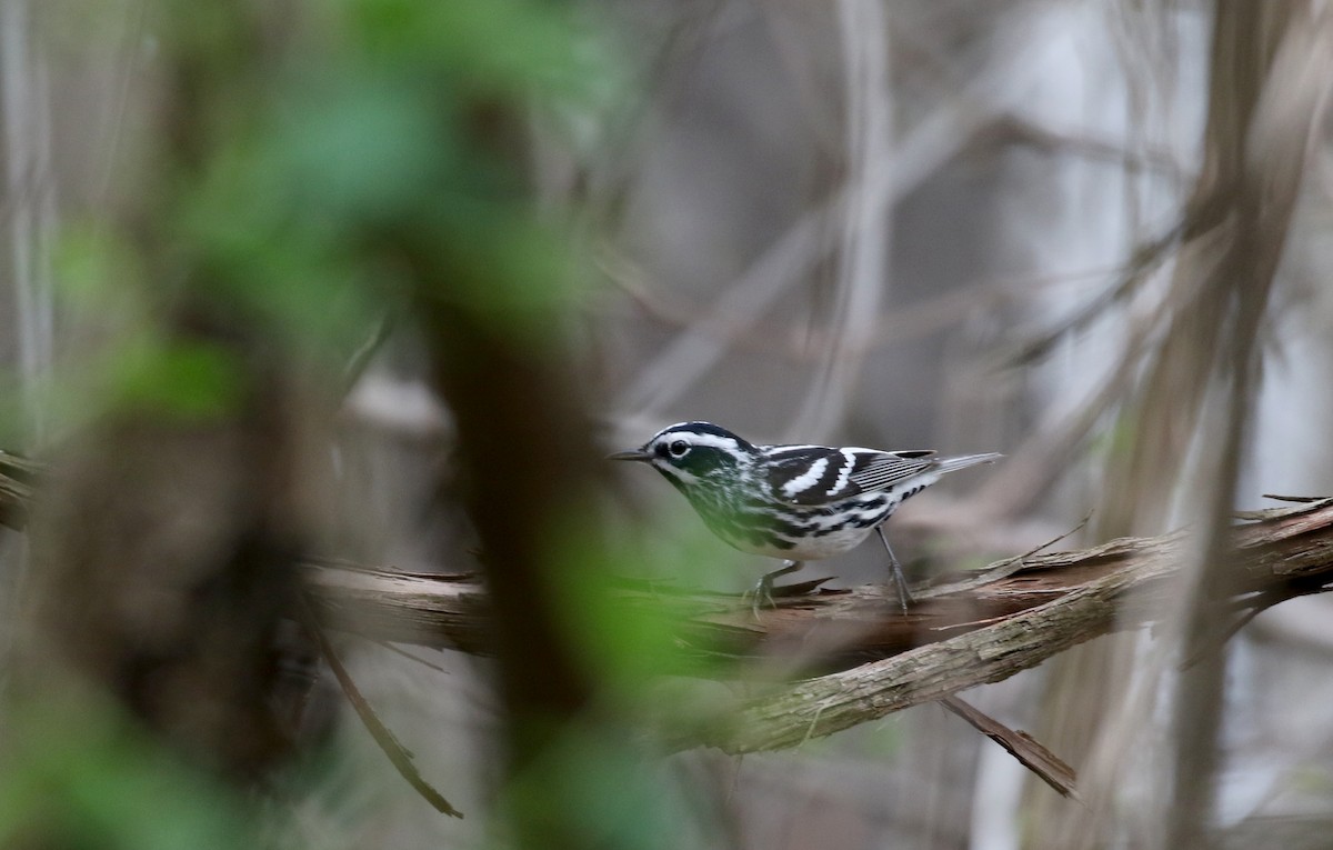 Black-and-white Warbler - ML99328881