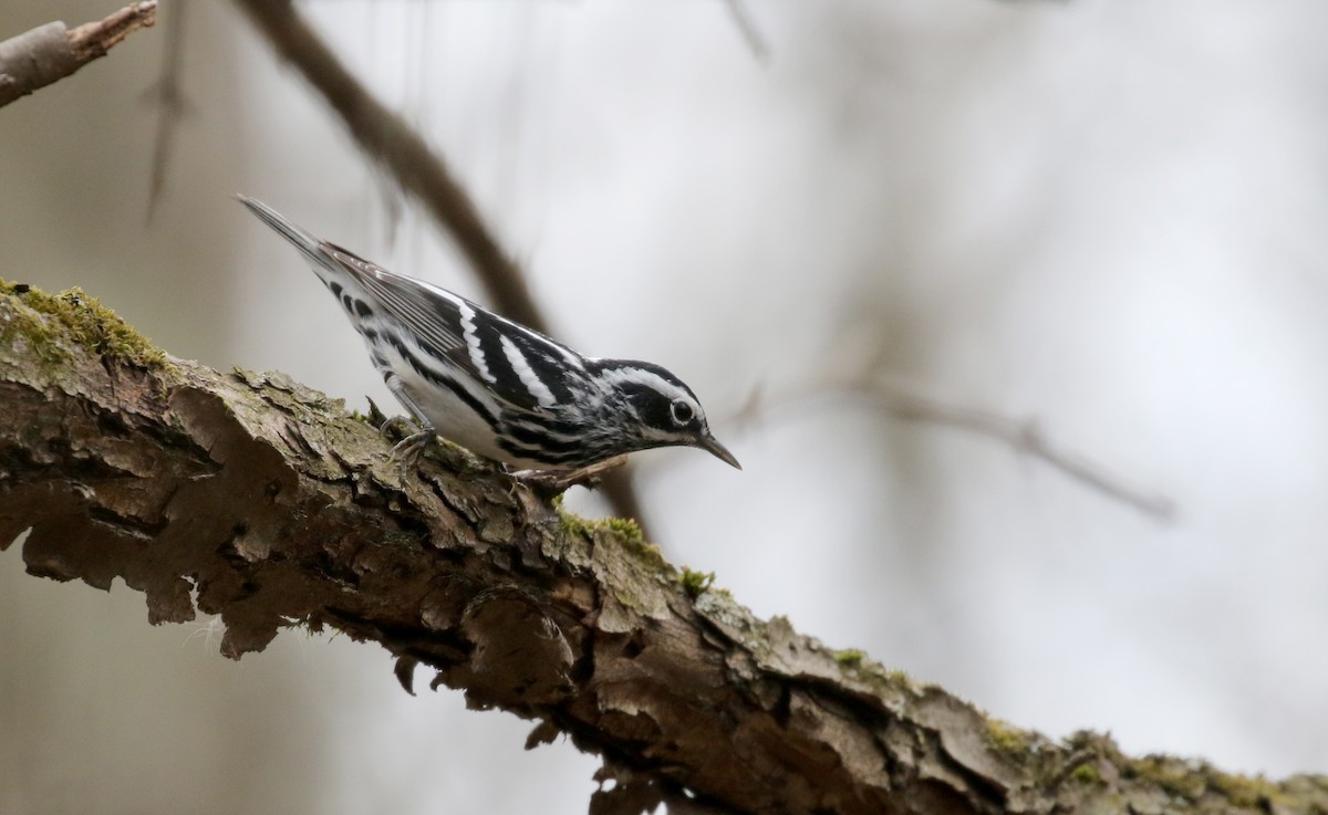Black-and-white Warbler - ML99328941