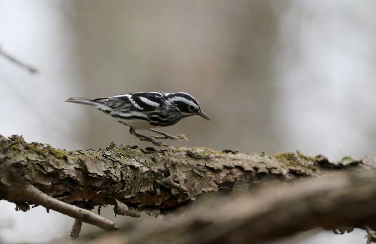 Black-and-white Warbler - ML99328951
